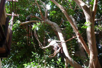Gallery: rubbertree 2009 Treecutting 090004 Finca Argayall (La Gomera)