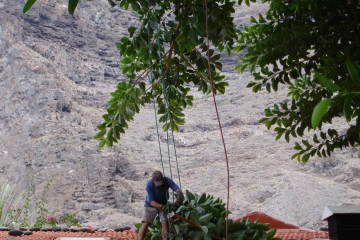 Gallery: rubbertree 2009 Treecutting 090013 Finca Argayall (La Gomera)
