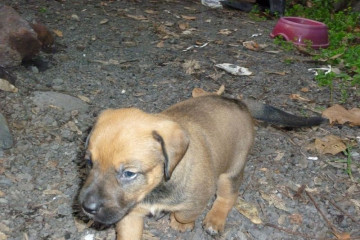 Galerie: Stella – Babys stella puppies 2010 0014 Finca Argayall (La Gomera)