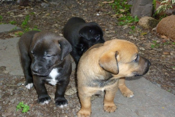 Gallery: Live together stella puppies 2010 0016 Finca Argayall (La Gomera)