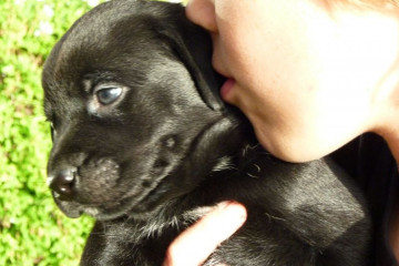 Gallery: Stella puppies stella puppies 2010 0029 Finca Argayall (La Gomera)