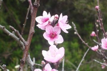 Fülle 2012 flowers 12 24 1 Finca Argayall (La Gomera)