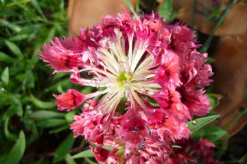 Fülle 2012 flowers 12 32 1 Finca Argayall (La Gomera)