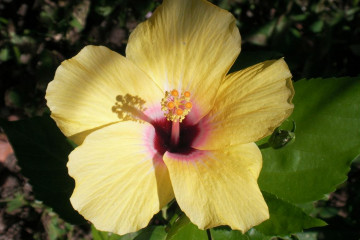 Fülle 2012 flowers 12 36 1 Finca Argayall (La Gomera)