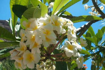 Fülle 2012 flowers 12 37 1 Finca Argayall (La Gomera)