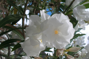 Gallery: Variety 2012 flowers 12 42 1 Finca Argayall (La Gomera)