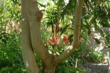 Gallery: Permaculture variety 2004 garden amaryllis01 20031220 Finca Argayall (La Gomera)