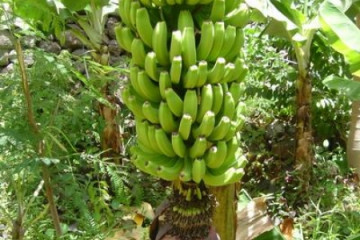 Gallery: Permaculture variety 2004 garden bananas 20040729 Finca Argayall (La Gomera)