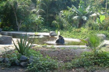 Gallery: Permaculture variety 2004 garden new pond 20040820 Finca Argayall (La Gomera)