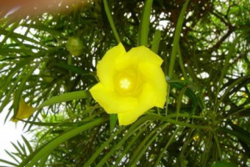 Galerie: Permakultur Vielfalt 2004 garden oleander01 20040729 Finca Argayall (La Gomera)